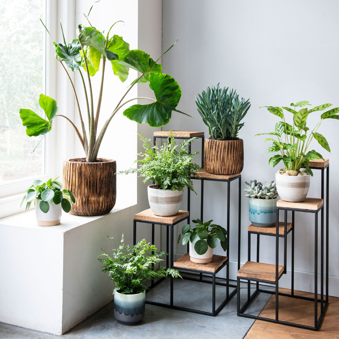 Plants Decoration